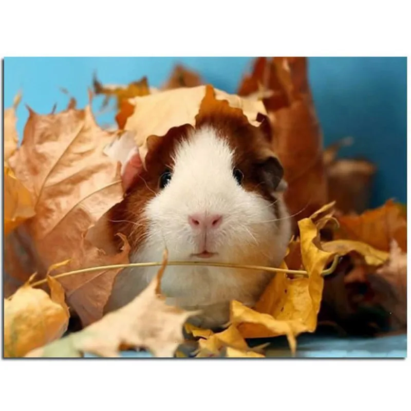 Fll Круглый DIY Алмаз Картина Животные милые Guinea Pig крест Вышивка стежка Наборы