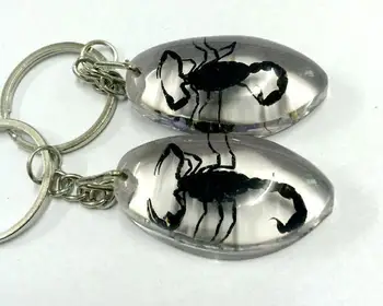 

free shipping 12 keychain real black scorpion lucid oval design charming jewelry