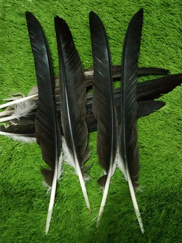 

Wholesale perfect 10pcs high quality scare natural harpy eagle Feather 55-65cm/22-26inch Decorative diy collect