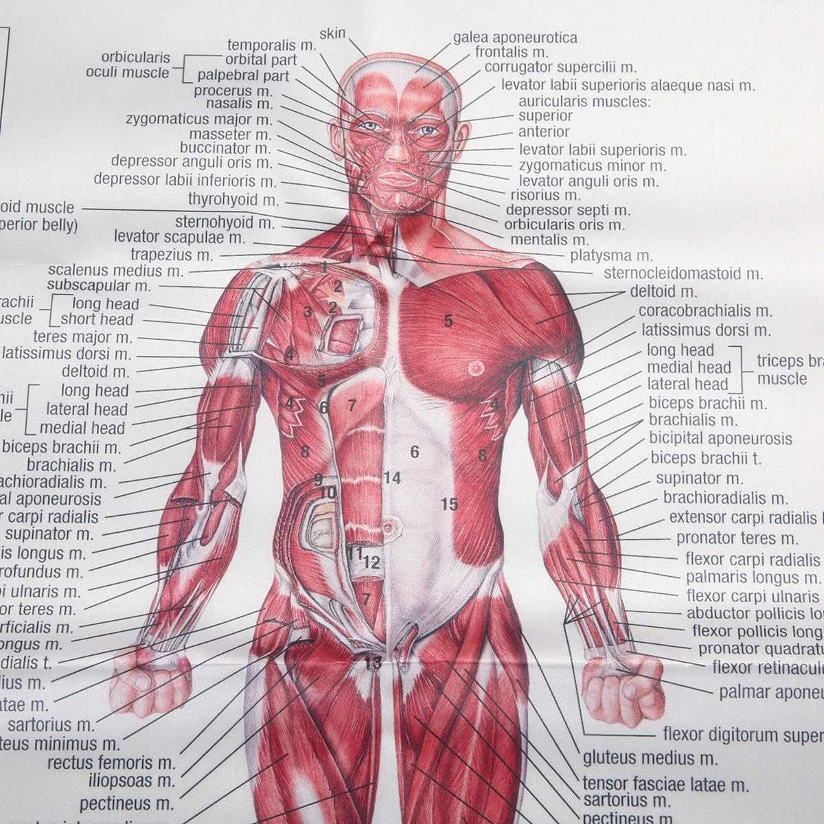 Human Anatomy Muscles System Art Poster Body Educational Chart Printed Picture for Medical Classroom Study Decor