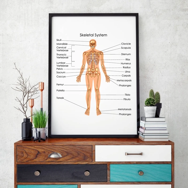 Chart of Biology for Skeletal System Prints Office Decor