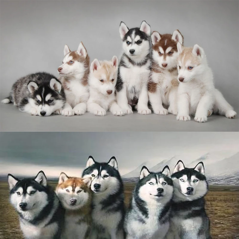 

5D DIY Diamond Painting Animal husky Pattern Paste Diamond Embroidery Dog Full Square/Round Diamond Mosaic Decor Paintings ZF365