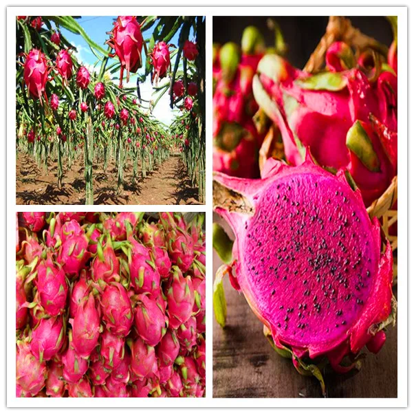 

1000 pcs / bag Pitaya Bonsai Dragon Pitaya Fruit Garden Potted Tree Fruit-Tree-Plant Delicious Juicy Tropical Fruit Food Pot