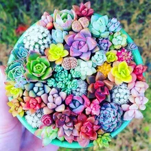 100PCS Mixed Beauty Succulents Bonsai Plant Easy To Grow Mini Potted Flower Plant Bonsai Plants For Home Garden Plants 100PCS Mixed Beauty Succulents Bonsai Plant Easy To Grow Mini Potted Flower Plant Bonsai Plants For Home Garden Plants