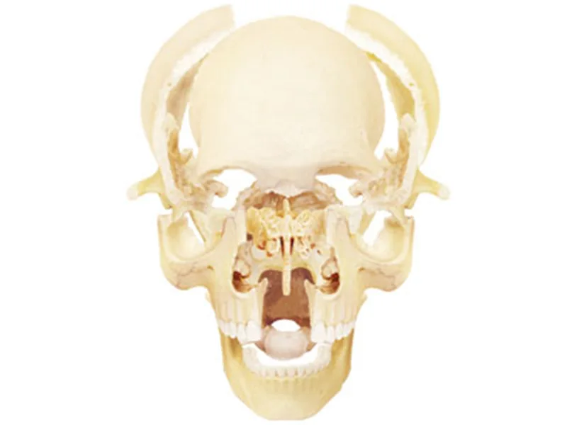 Разборной череп человеческая голова скелета органов сборки медицинские преподавания манекена esqueleto науки анатомическая модель 4D мастер