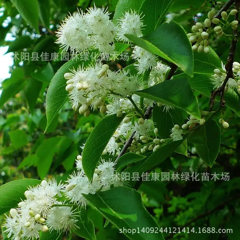 Лесное растение alias сандаловое дерево растение реальная съемка 200 г/упак