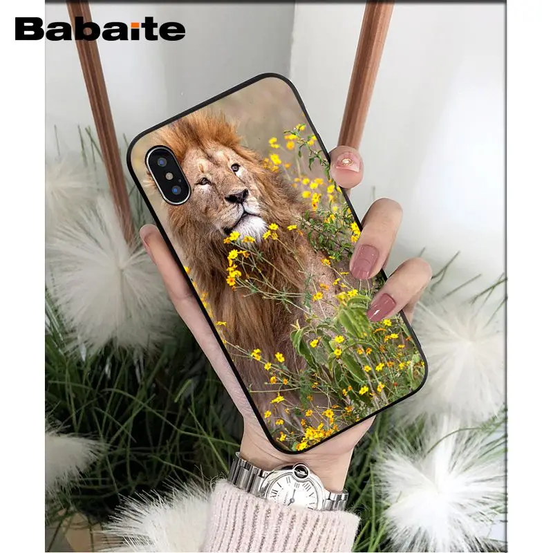 Animals lion