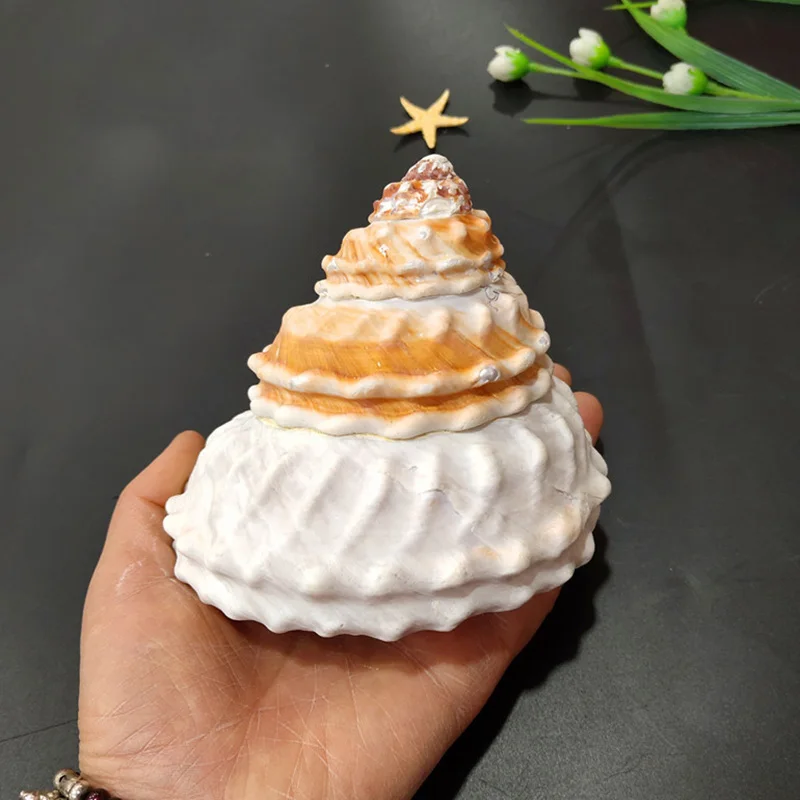 

10-12CM Natural Conch Shell FishTank Flower Pot Shell Creative Background Wall Decoration Home Furniture