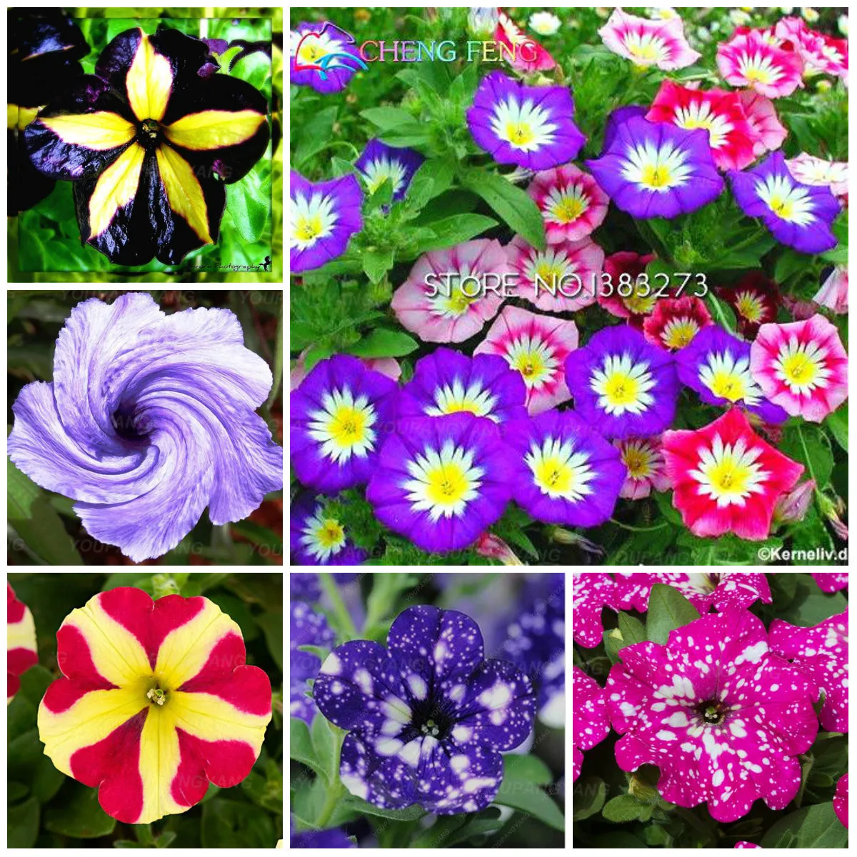 

200 Pcs Great Bright Petunia bonsai Mixed Colors Bonsai Flower Great Morning Glory flower Potted Plant For Home & Garden