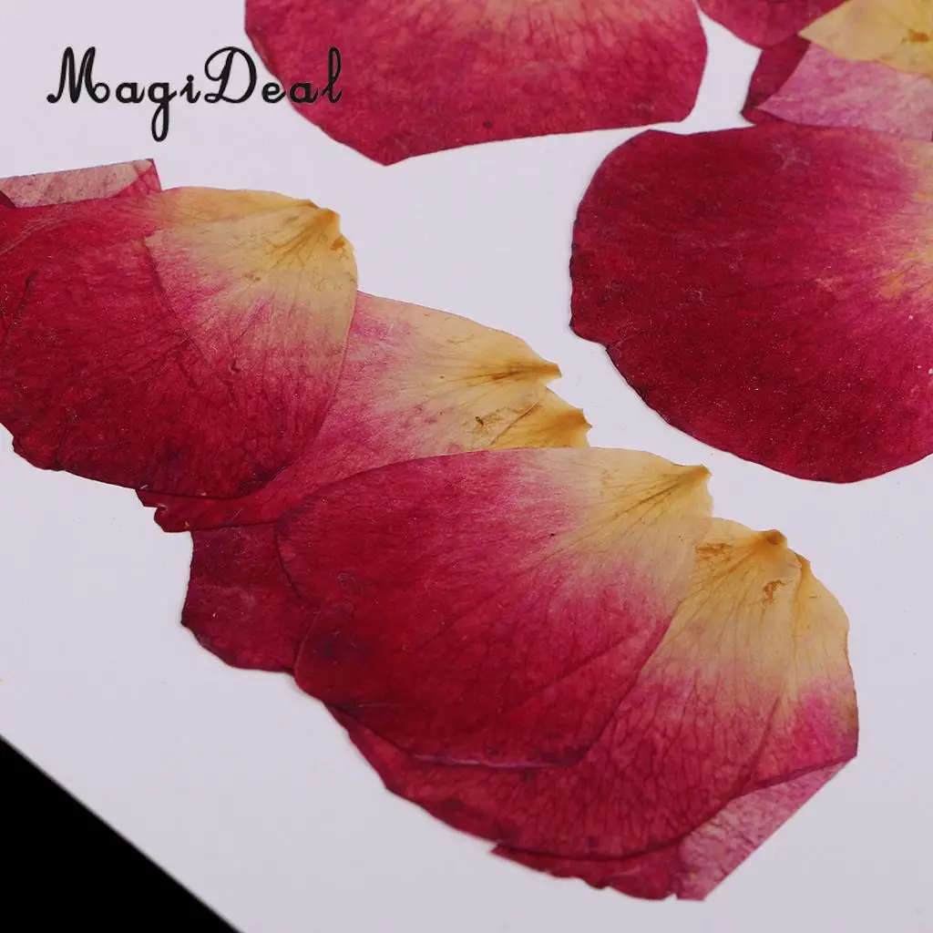 10 / 20Pcs Beautiful Real Pressed Rose Petal Babysbreath Flowers Dried Flowers for Art Craft Scrapbooking DIY Resin Jewelry