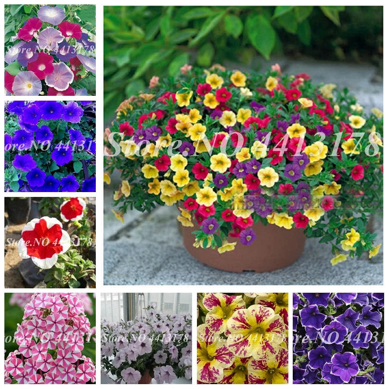 

Promotion!100 pcs Hanging Petunia Plants Melissa Original Outdoor Perennial Flower For Home Garden Bonsai Pot Planting Planters
