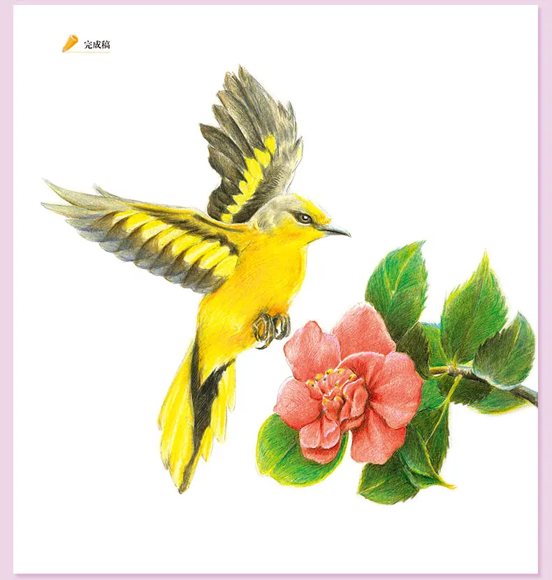 Álbum de Zero Base da Flor do Pássaro Cor da Flor e do Pássaro Clássico Chumbo Tutorial Livro Mão-pintado Crianças Adulto Coloração 2019 19 2019 Clássico Cor Da Flor E Do