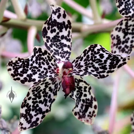 100 pcs Rare Cymbidium orchid Plants African Cymbidiums Plantas,Phalaenopsis bonsai flower Seedling for home garden pot