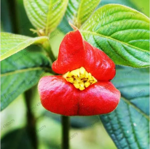 100 Pcs/Bag Red Lips Flower bonsai Rare Flower Pots Psychotria Elata Flower garden