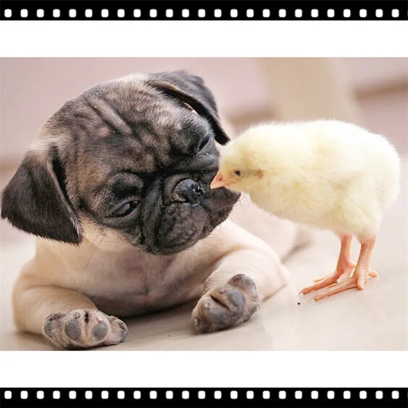 5D Diamond Painting Lovely Chick and dog DIY Needlework Embroidery Home Decor Cross Stitch Crafts YF664 | Дом и сад