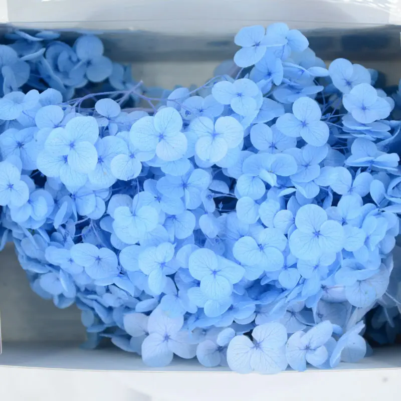 

Free Shipping 25G/box DIY Preserved Eternal Hydrangea Wedding Venue Home Party Decorate Birthday Gift