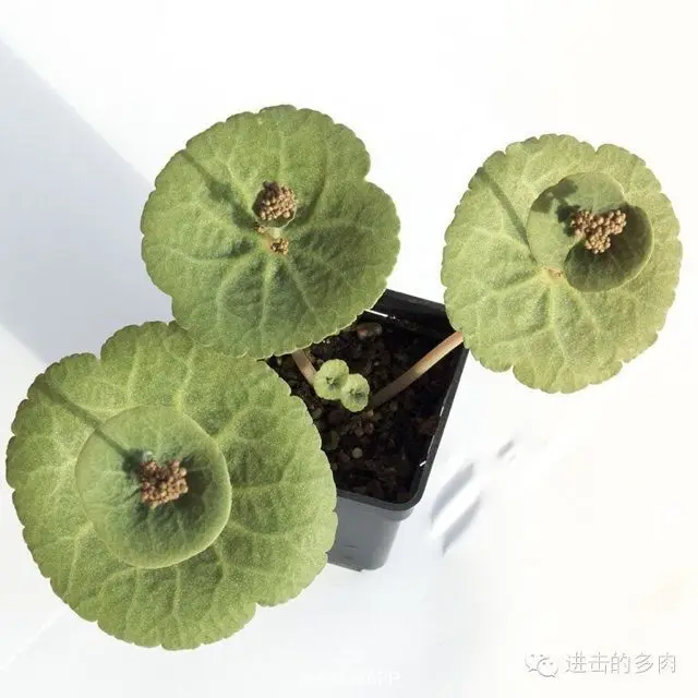 100 шт Свежие реальные Crassula Umbella Oobonsai суккуленты(Qingsuolong