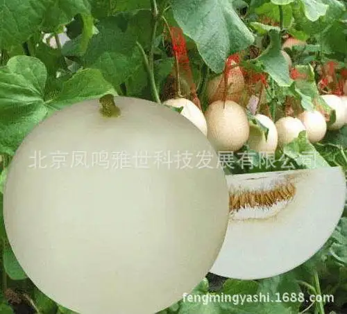 White Moon Melon 10pcs Organic Vegetable bonsai White Moon Melon 10pcs Organic Vegetable bonsai