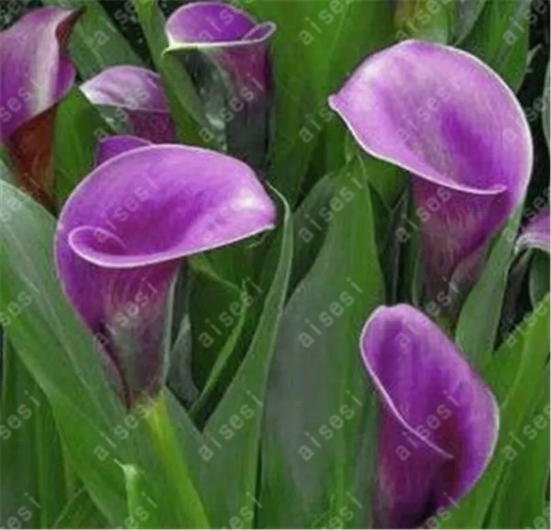 

100Pcs Calla Lily Bonsai Rare Plants Flowers Room Flowers Rhizome Zantedeschia Aethiopica Bonsai Houseplants Home Garden Palnt