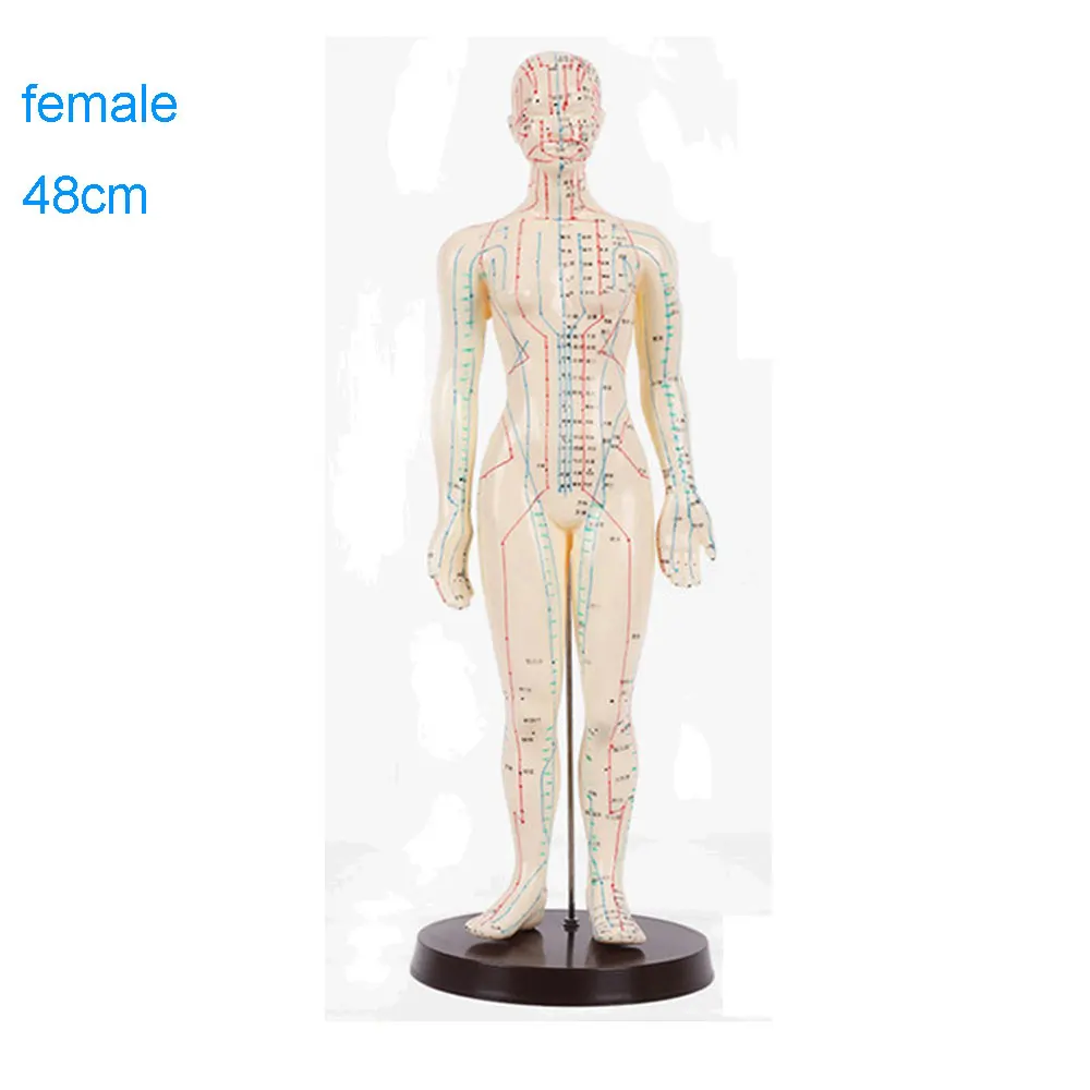 Акупунктура модель 50 см мужской женский с основанием акупунктурные меридианы модель Акупунктура стартовый набор - Цвет: Female 48cm