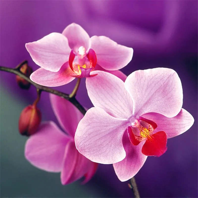 Indoor Balcony Office Rare Orchid bonsais Phalaenopsis Orchid Bonsai Pot new arrival DIY home garden plants Flowers bonsai 5pcs
