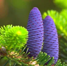 50 Pcs/Bag Korean Fir Abies Nordmann Fir tree plant Christmas Tree, Conifer Tree Flower House Garden Bonsai Plants katey lovell the café in fir tree park