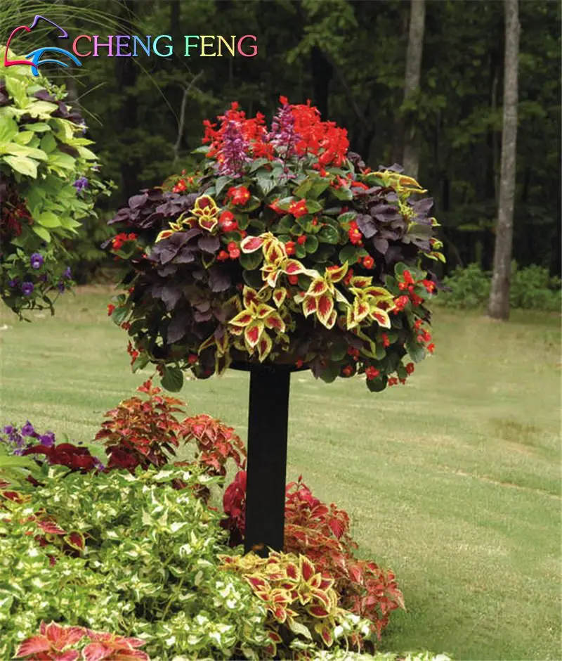 Hot 100 Pcs Exotic Color Begonia Bonsai Flower Indoor Potted Plants