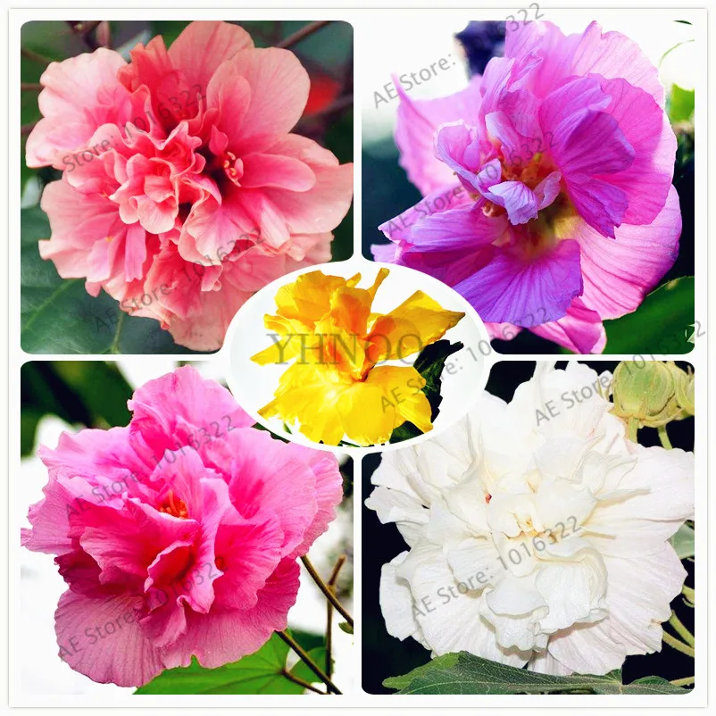 

50pcs/bag Hibiscus mutabilis flower bonsai,multiple color,Housing pot garden or backyard flower plant Free Shipping
