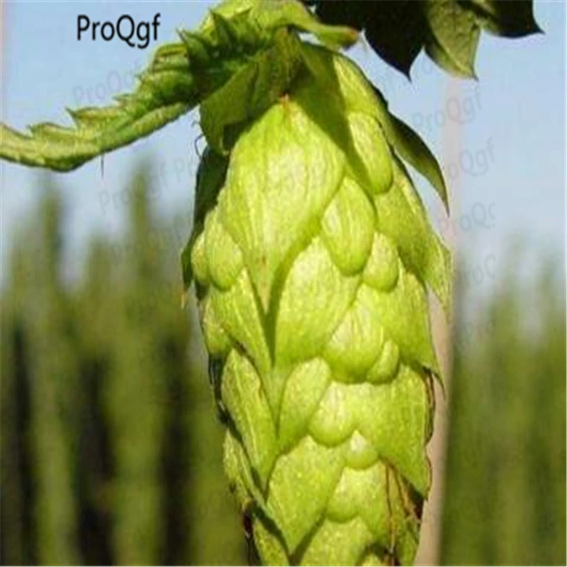 

5000Pcs A Set Humulus lupulus