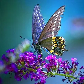 Animal-Needlework-5D-Diy-Diamond-Painting-Cross-Stitch-Butterfly-Painting-Diamond-Embroidery-Full-Square-Diamond-Mosaic.jpg_640x640 (3)_