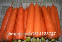 Vegetable seeds Daucus carota, carrot seed, ginseng Wucun Carrot,about 50 particles