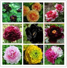 Hot Elegant Peony Flower Seeds Garden Seeds And Potted Plants Red Peony Seeds Easy to grow 12 PCS