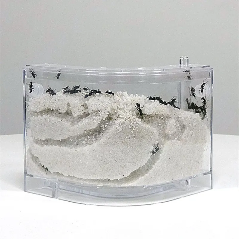 Sand Ant Farm Wall Kit (Anthill, Formicarium, Educational, Ants) (5)