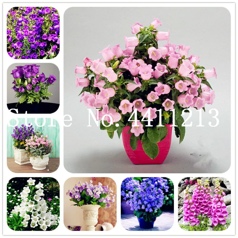 

100pcs Bellflower Flower, Perennial Flowers Bonsai, Rare Campanula Flower, Indoor Bonsai Plants Fresh Air Home Garden Decoration