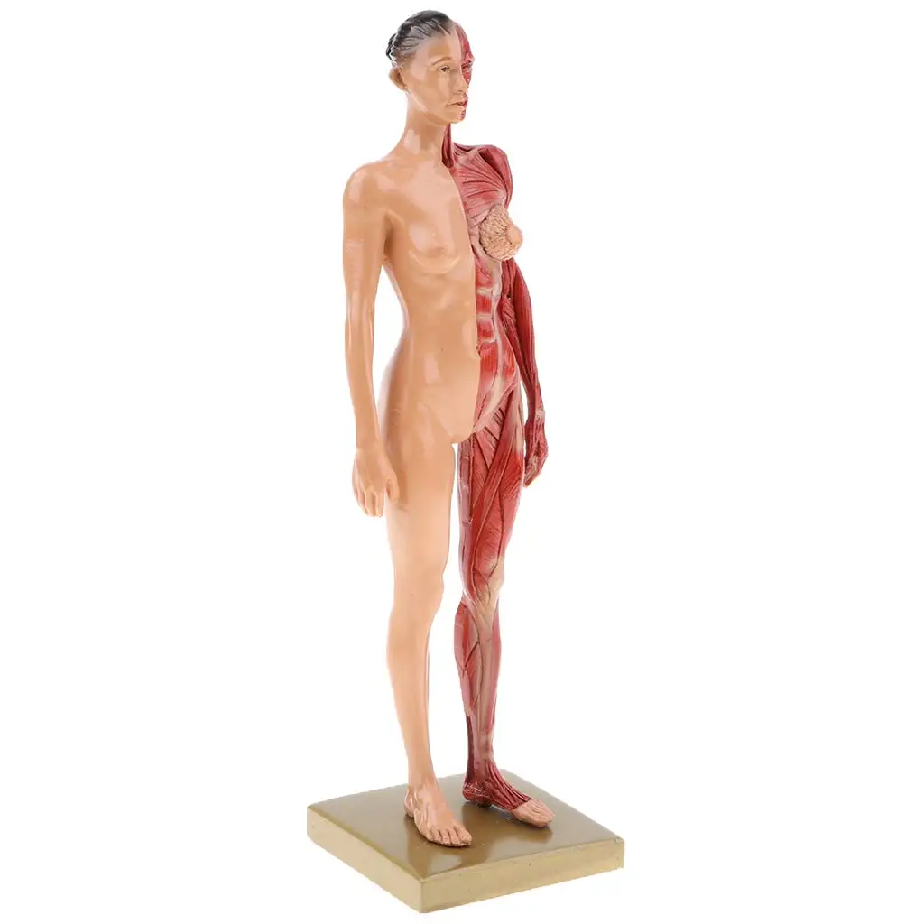  30cm Female Muscle Model Structure Human Woman Anatomical Model for School Teaching Tool Learning D - 32973589283