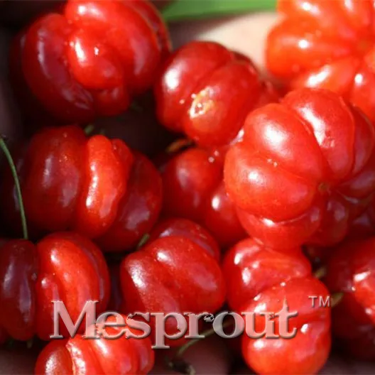 

20pcs/bag Very Rare Eugenia Uniflora Bonsai Organic Heirloom Fruit Plant Natural Growth Fruit Bonsai Pot Plants for Home Garden