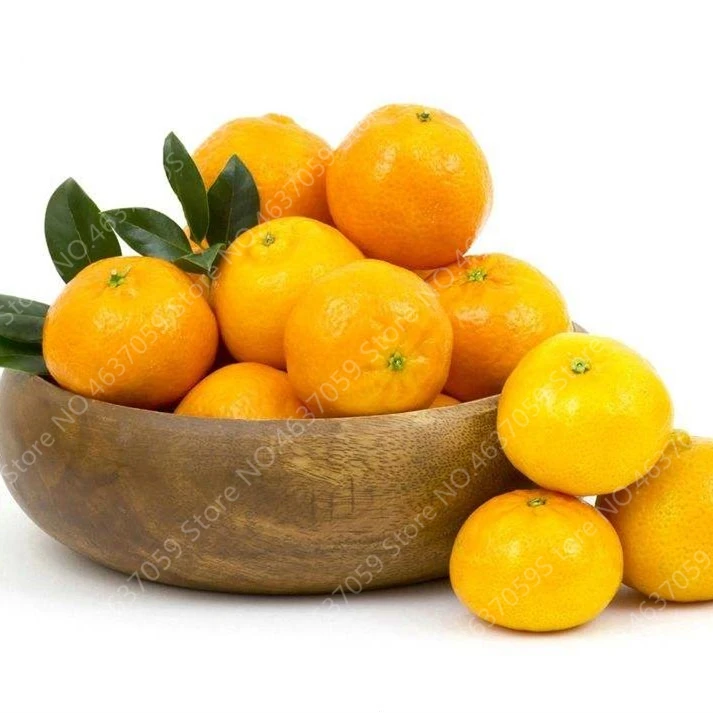 Cheap 100 pcs/ bag Edible Oranges Fruit Mandarin Bonsai Tree Citrus Pots Plants Mini Garden Juicy Sweet Garden Orange Sementes
