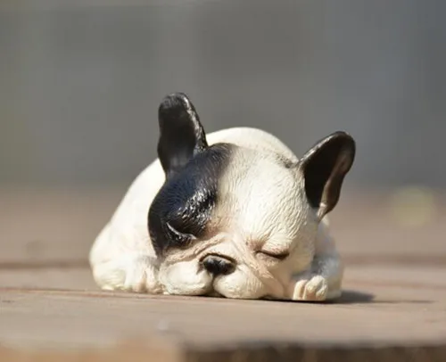 white and black puppy.jpg