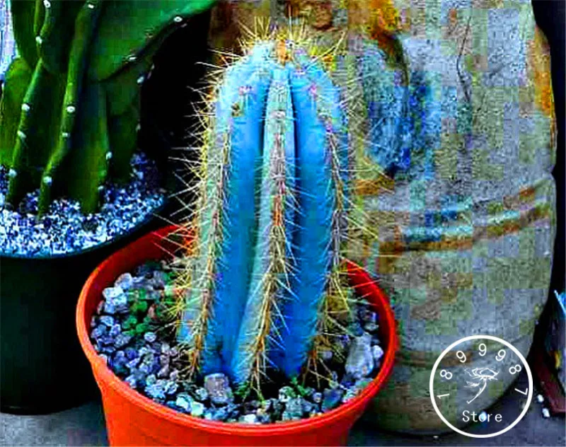 

100 Pieces/Pack Loss Promotion!Blue Torch Cactus,Bonsai flores Potted Plants Flower plantas DIY home garden