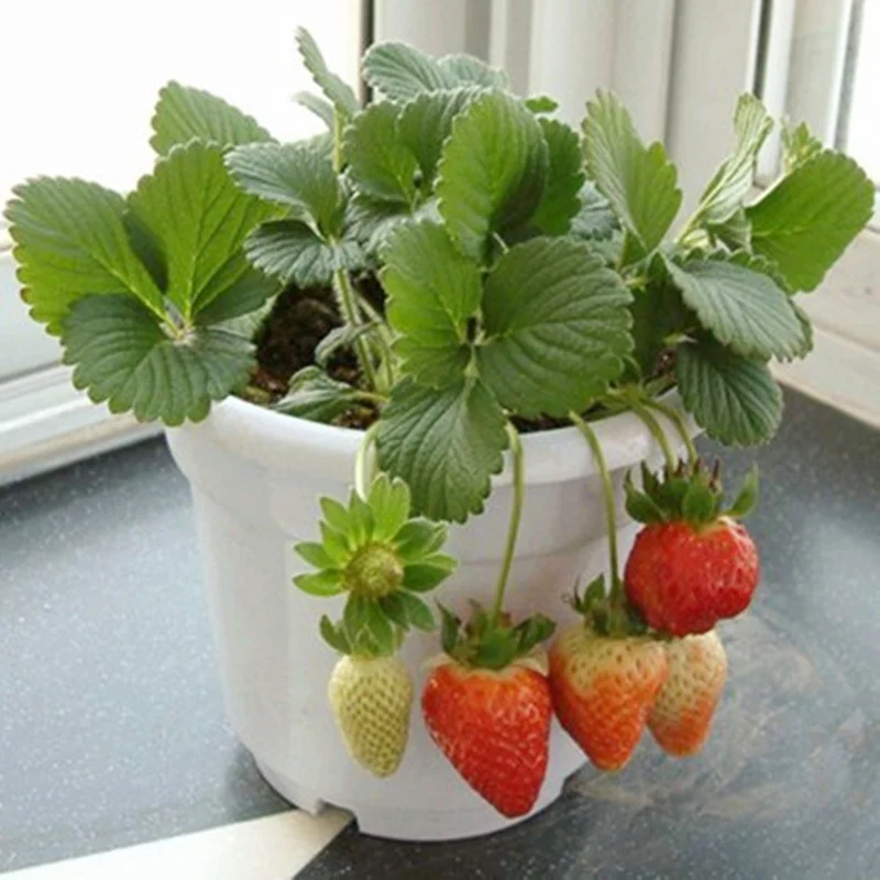 Popular Strawberry Plant PotsBuy Cheap Strawberry Plant Pots lots from