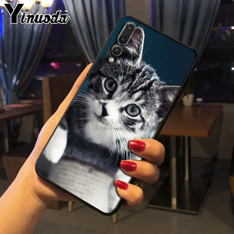 pet maine coon cat
