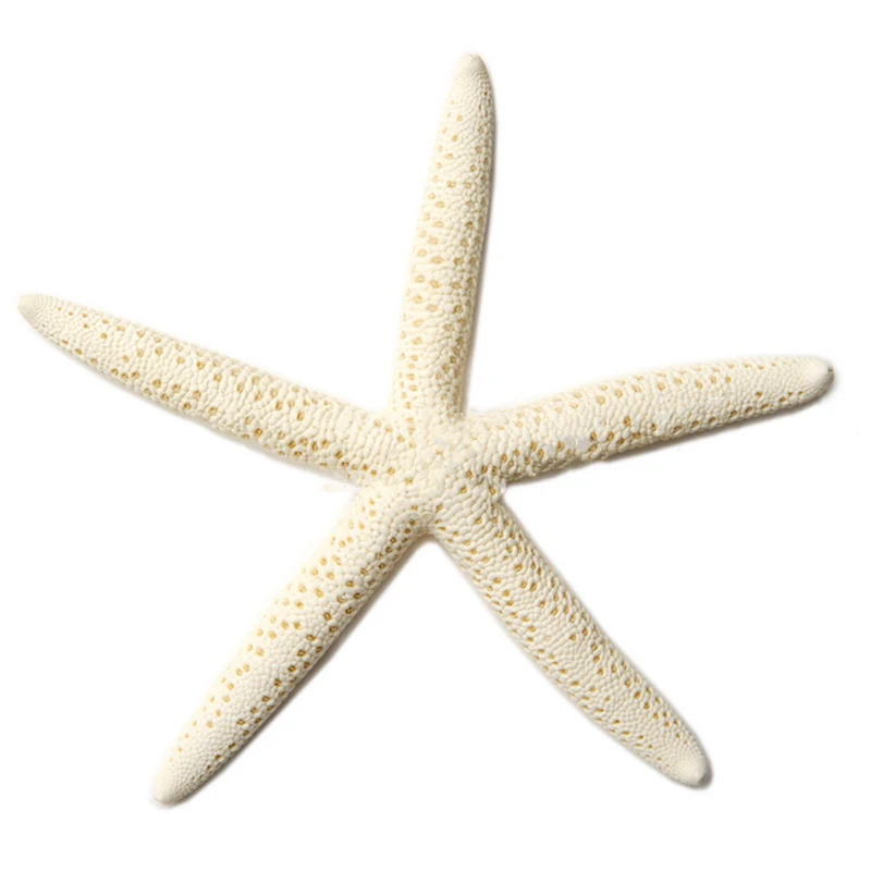 12pcs White Natural Finger Starfish Craft Decoration Natural Sea Star DIY for Beach Cottage Wedding Decor 7-11cm