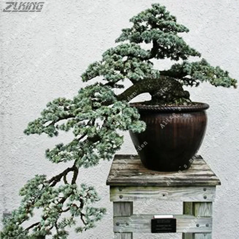ZLKING 20 PCS Chinese Rare Evergreen Cedar Bonsai Beautiful Indoor