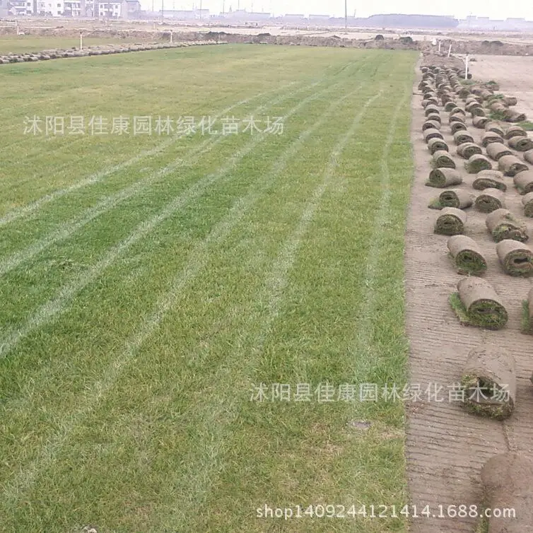 

Lawn grass bonsai imported plant paradise dwarf Bermuda grass bonsai of hybrid Bermuda grass does not need pruning 200g / Pack