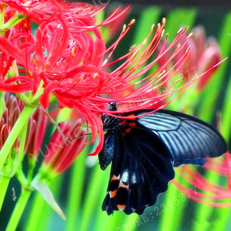 2 قطع/أحمر نادرة عالية بقاء Lycoris مشعشعة لمبات بوعاء بونساي Palnt المعمرة زراعة زهرة للمنزل حديقة (بونساي) 2 قطع/أحمر نادرة عالية بقاء Lycoris مشعشعة لمبات بوعاء بونساي Palnt المعمرة زراعة زهرة للمنزل حديقة (بونساي)