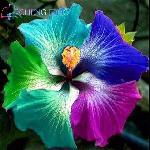 100 pcs giant rainbow hibiscus flower seeds chinese diy plant hibiscus flowers