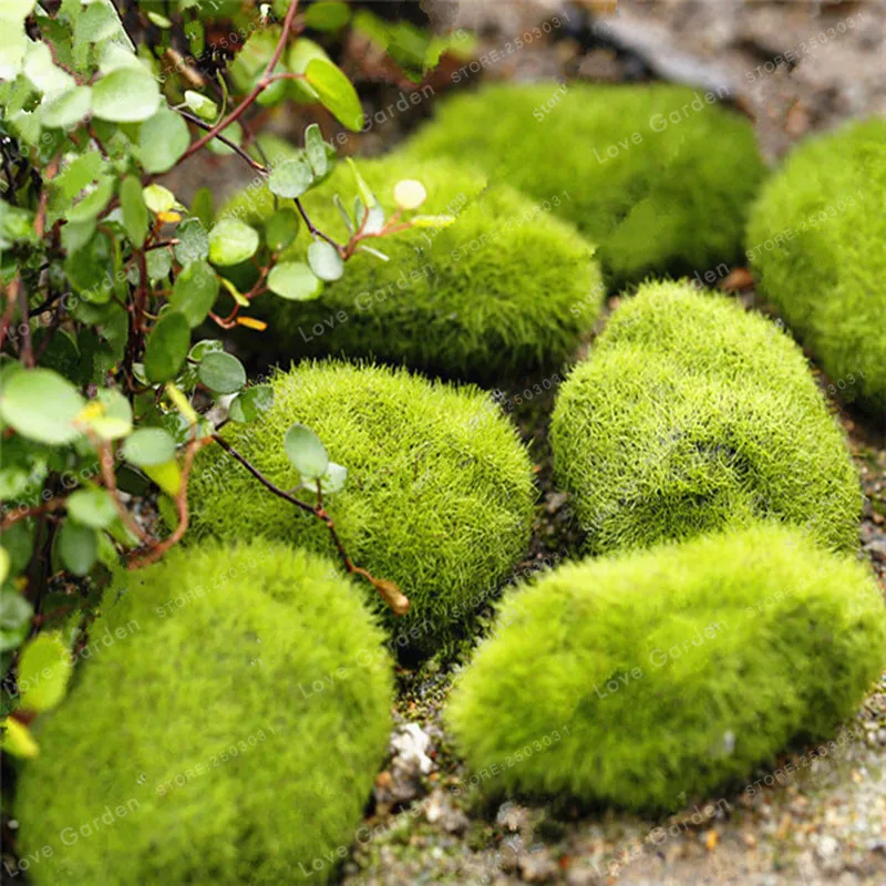 

100 Pcs/Bag Moss Bonsai Moss Ball Sagina Subulata BonsaiOutdoor Grass Bonsai Garden Decorative Plant DIY For Home Garden