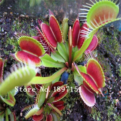 3 category flower Seed Bonsai Potted Dionaea Package 100 Pieces |