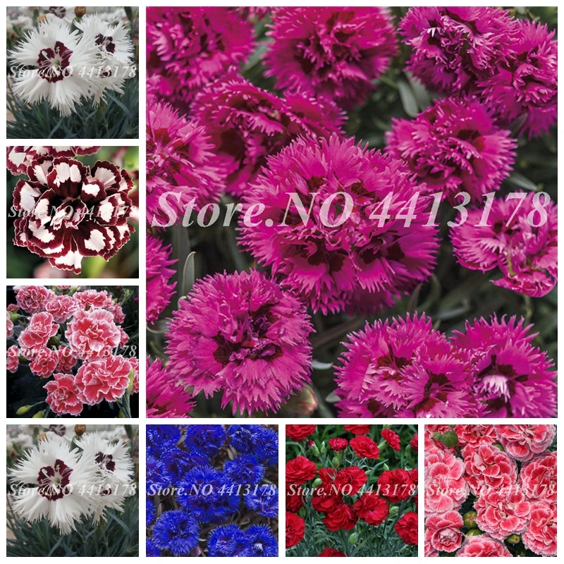 

100 pcs Bonsai Dianthus Plant Carnation Caryophyllus Flowers Planta Potted Rare Mother Love Gift Flower for Garden Pot Planter