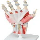 Fabrication Enterprises 12-4522 Anatomical Model Hand Skeleton with Ligaments & Muscles (1)